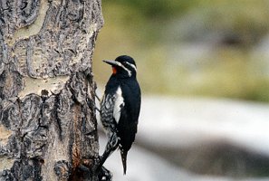 Woodpecker, Williamson's Sapsucker, Pawnee Grasslands, date B03P99I01